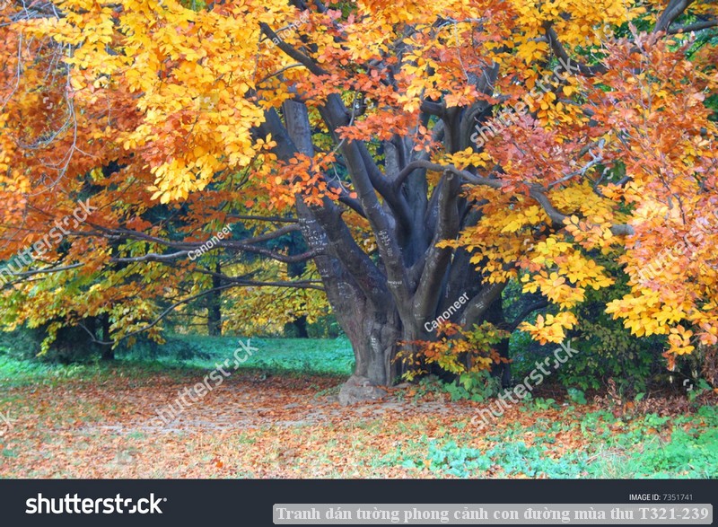 Tranh dán tường phong cảnh con đường mùa thu T321-239